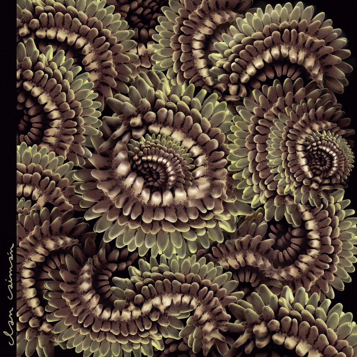 Clan Caimán - Pica-Pau (woodpecker)