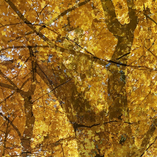 Howe Gelb – Weathering Some Piano